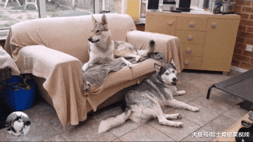 主人养了狼犬后，二哈的生活就悲剧了，狗：管一下它吧