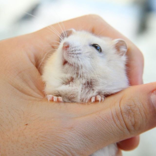 仓鼠向饲主求助，为摆脱纸筒束缚，鼠鼠不得不低头认错