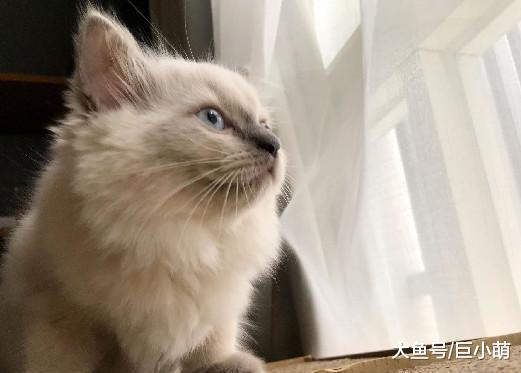 主人收养小奶猫，每天都又亲又吸，问一天不吸猫就不舒服咋办？