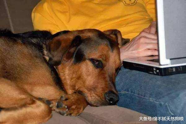 狗狗的5个“软肋”, 请不要对它做, 每一个都令它伤心!