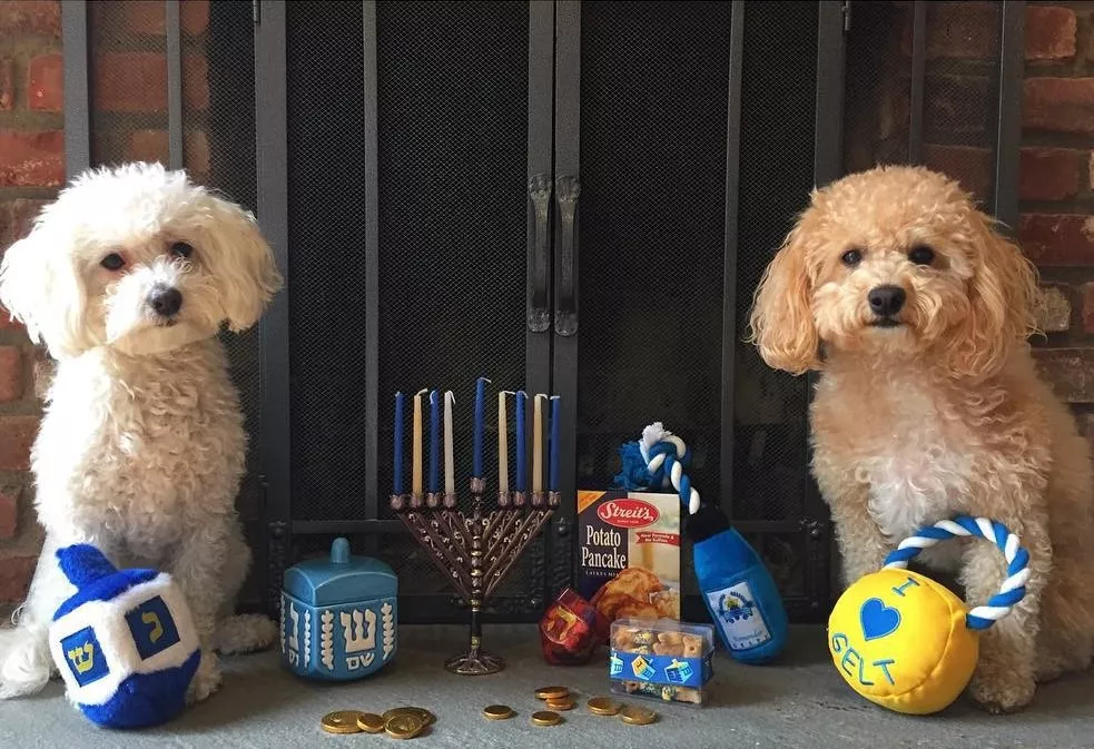 小哥买了一对双胞胎贵宾，但半年后他傻眼了，这差距也太大了！