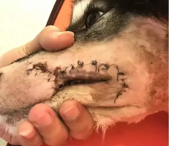 男子到農村趕集，突然被一個人拉住，神神秘秘的問他要不要狗，說是名貴的狗