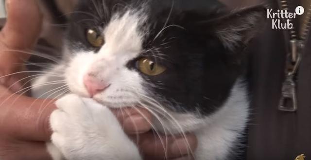 猫的报恩！主人被困火场，猫咪冲回去嚎叫，5分钟屋顶倒塌