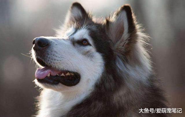 阿拉斯加看到小主人吃东西，从来都不会去抢而是排队等待，好有爱