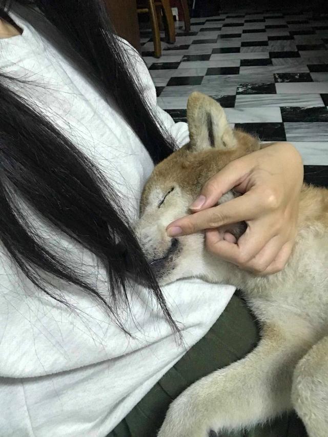 17岁痴呆柴犬老了，见不到主人立马就醒，哭得泪眼汪汪，令人心疼