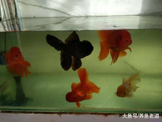 观赏鱼水质好不好，注意以下几点就可以观察到，不必再去检测