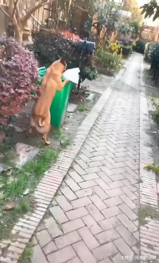 街上偶遇一只流浪狗，叼起路边的垃圾就跑，跟上去一看引人深思