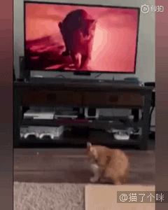 医生在做手术准备的时候，身后的猫咪惊呆了