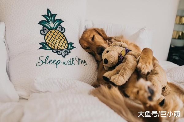 金毛狗狗把玩具狗当成兄弟，天天带着它上山下海，还有专属情侣装