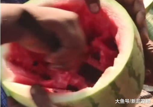 “烤鸡”被印度人玩坏了！模仿中国，做“西瓜烤鸡”打开后傻眼