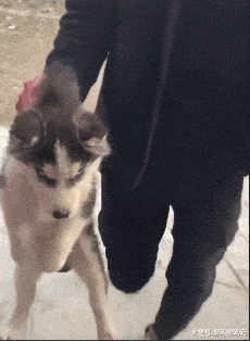 哈士奇偷跑出去玩被主人逮到后，一臉不服氣，網友：這眼神沒誰了