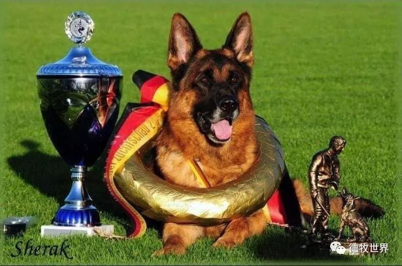 德牧传奇 狼王VA1威嘎斯VA1 Vegas du Haut Mansard