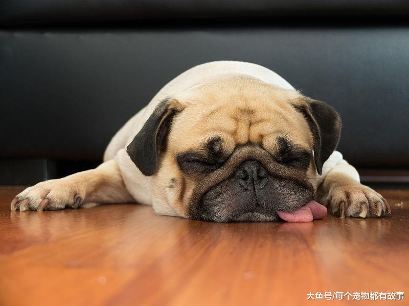 如果多养一只宠物狗，那原住民会有什么态度？你家是哪种呢