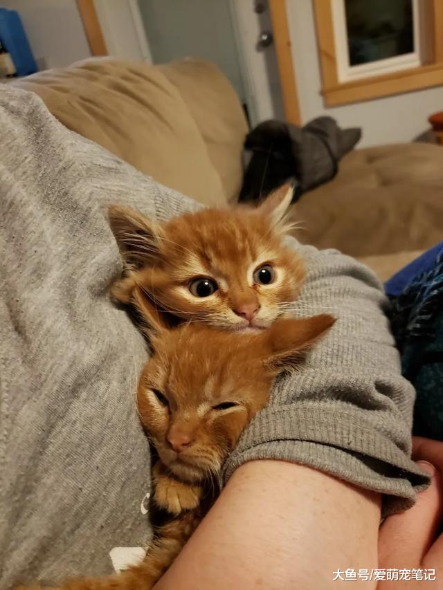7只小橘猫被女孩强行救走，猫妈妈也被绝育收养，现在都备受宠爱