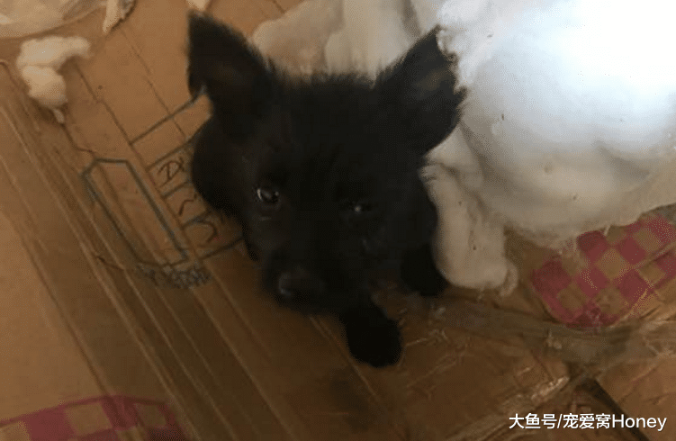 土狗旺旺，下輩子別再做土狗了！