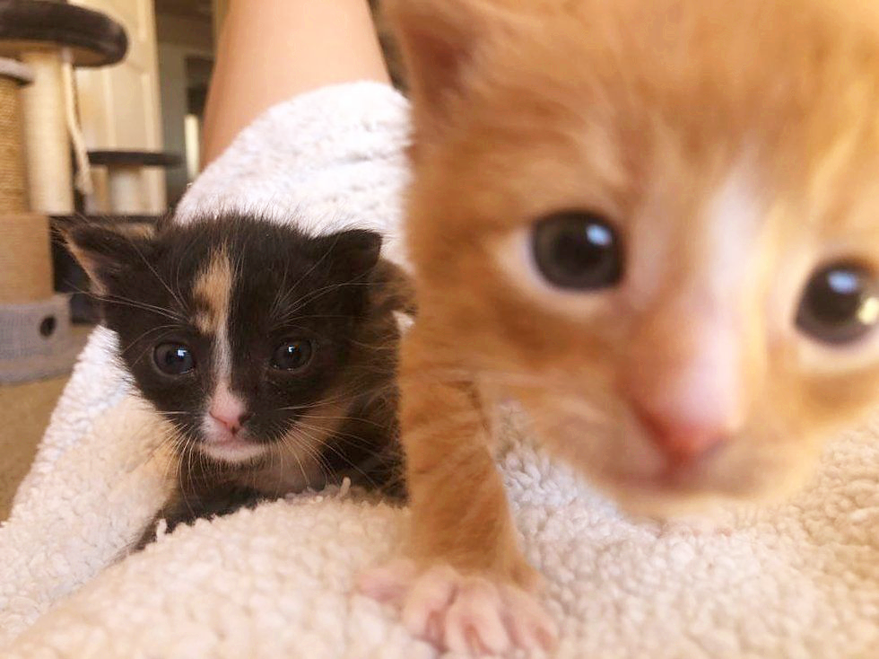 在外流浪时，它俩相依为命，直到遇到新主人，它们有了避风港