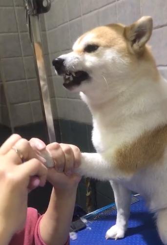 给柴犬剪指甲是一种是什么体验？大概是家里秒变屠宰场吧...