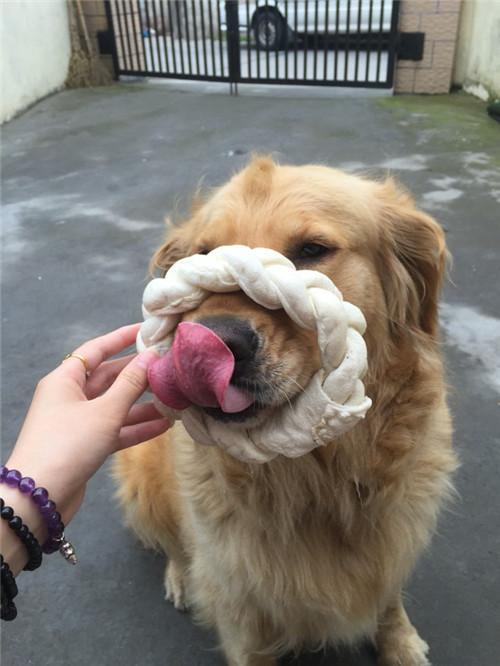 金毛在家被小偷拐走，网友没有放弃，几经周折终于找回！