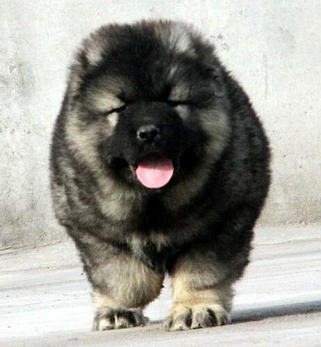 几个月的高加索犬好养 喂养高加索犬的最基本知识