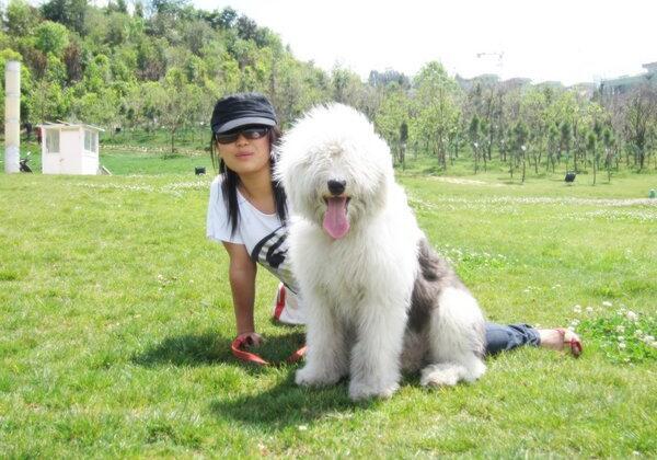 解读“英国古代牧羊犬”，无缺陷的牧羊犬，短尾却成为了重要一步