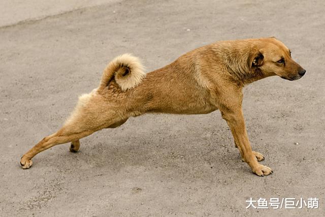 狗狗便便后不停后蹬腿，它在学猫做清洁吗？它可能只是想占地盘