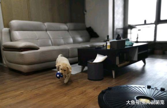 原本是不想养狗的，自从金毛来之后开始喜欢上狗狗了