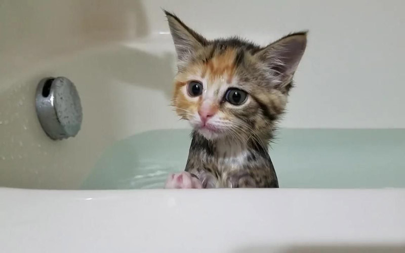 兰夏小知识~冬季猫猫应如何护理！