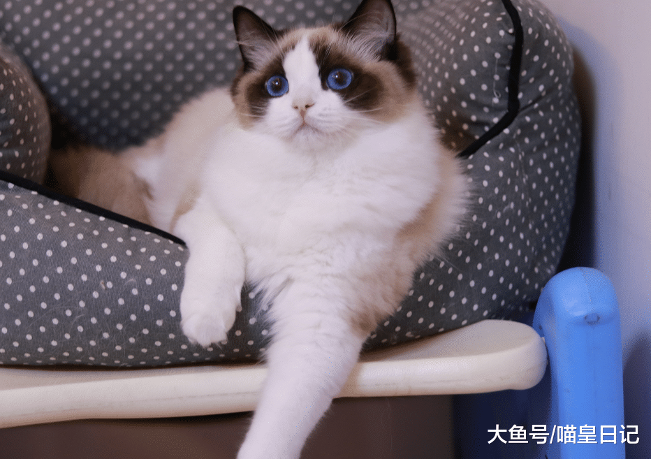 号称“行走的人民币”，可布偶猫的昂贵，并不在于颜值和性格