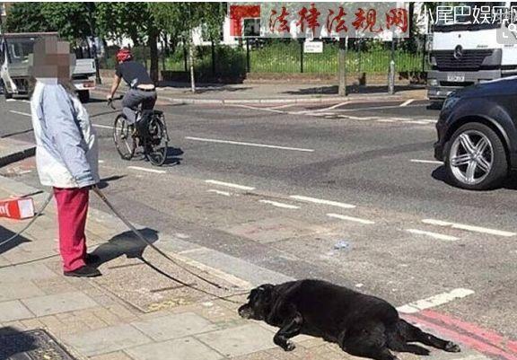 老年人不仅带娃可怕, 养起狗来更是一套一套的, 网友: 这才是真爱