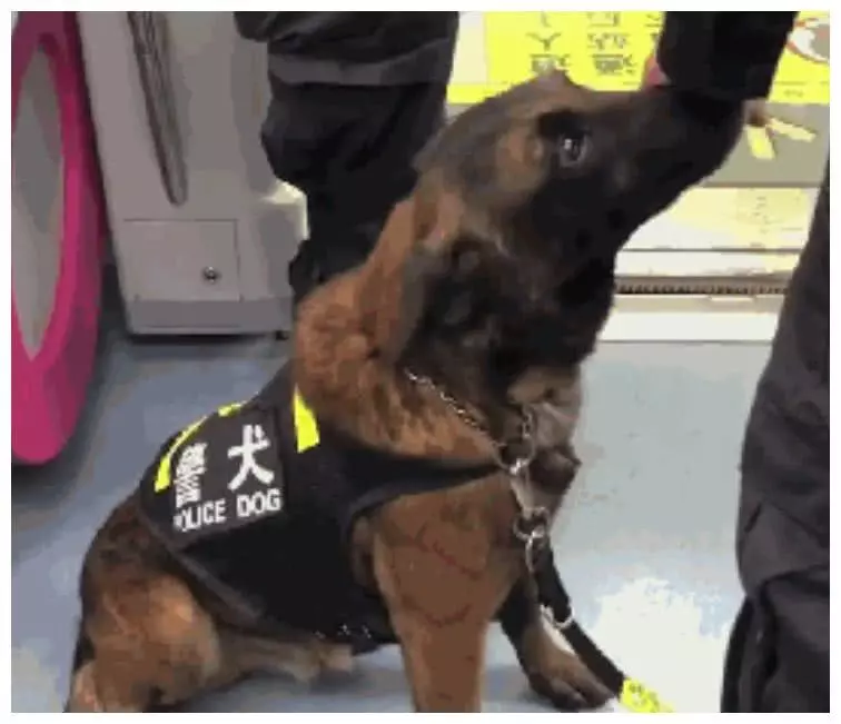 警犬上班上累了，忍不住拿头蹭训导员大腿：人家想要抱抱嘛