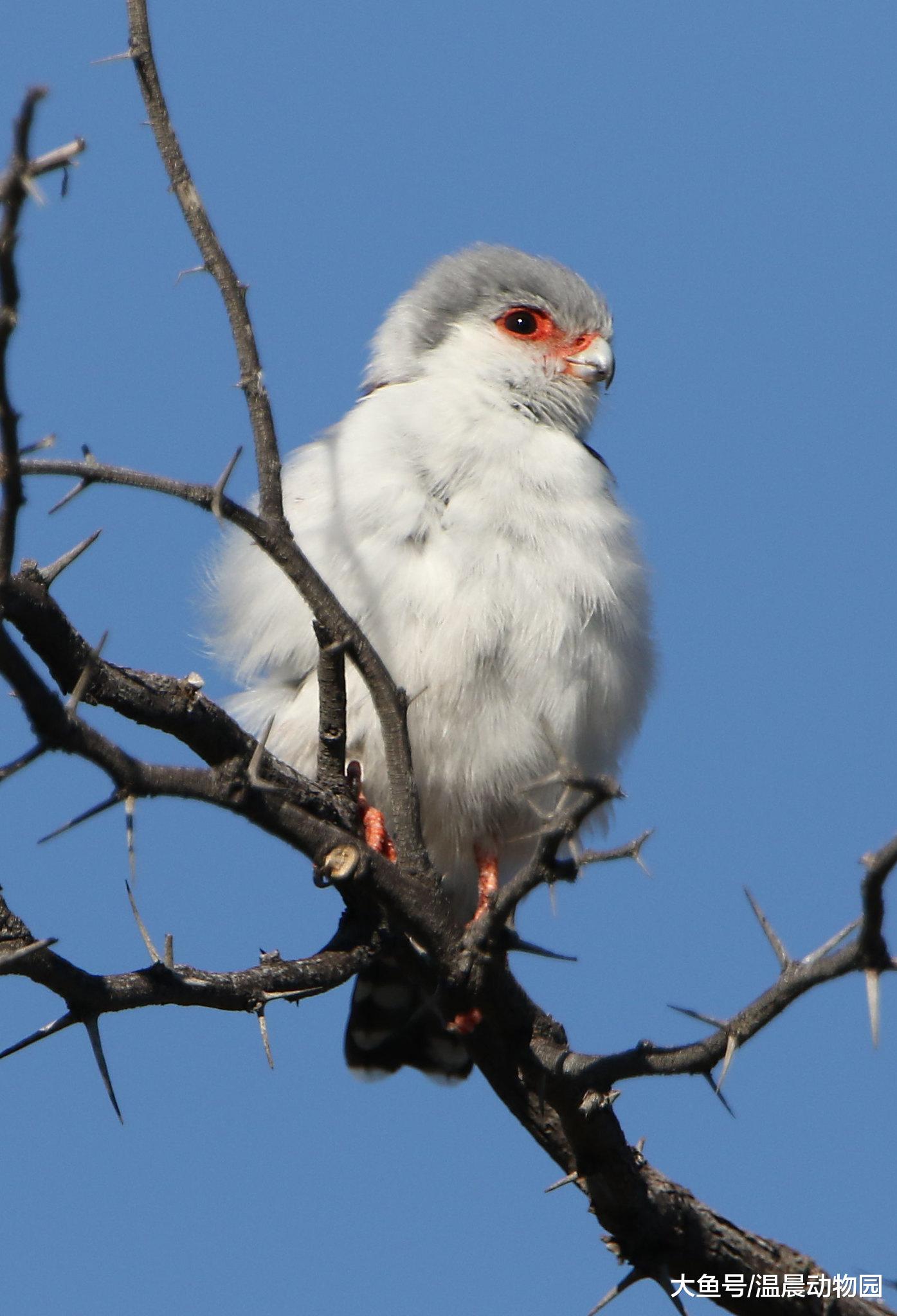 猛禽都很威武帅气？不，长相乖萌的非洲侏隼就是猛禽中的一股清流