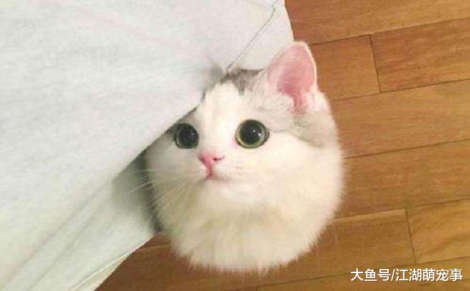 如何读懂喵星人的爱，看有没有这6个行为就知道了