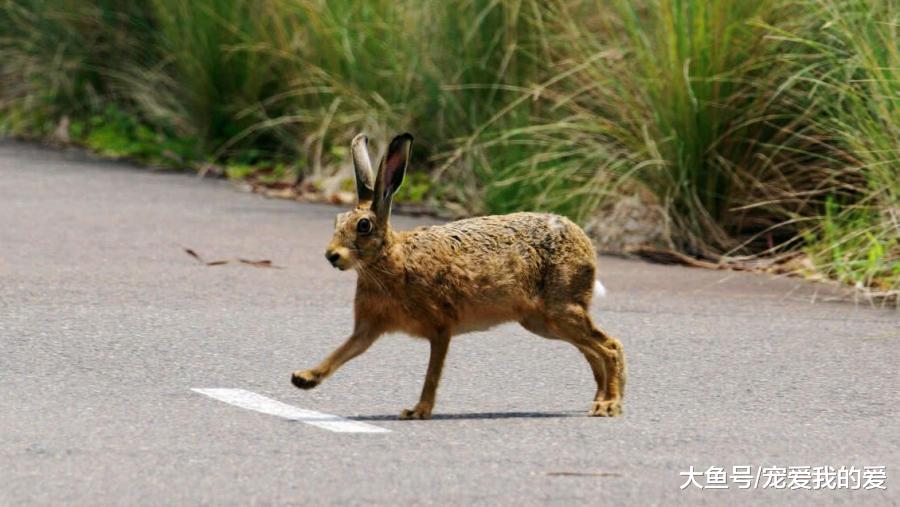 继人兔大战后，又一物种“赖在”澳洲，这下中国吃货只好袖手旁观