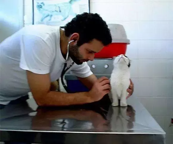为什么我觉得猫是很恐怖的动物呢？