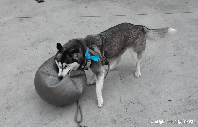 二哈闲着就拆家, 主人给它买了个瑜伽球, 看来需要铁打的