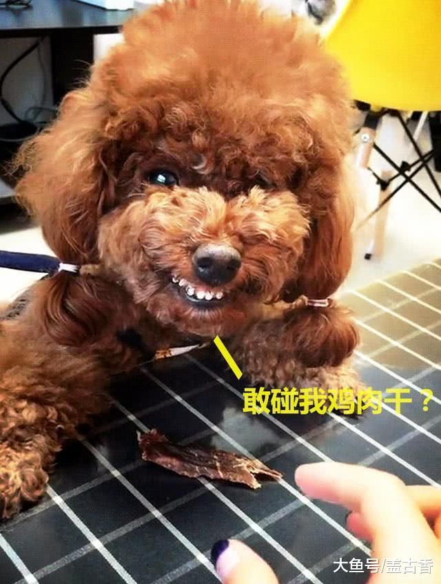 泰迪護食兇鏟屎官，隨后主人掏出“武器”，表情頓時令人笑噴