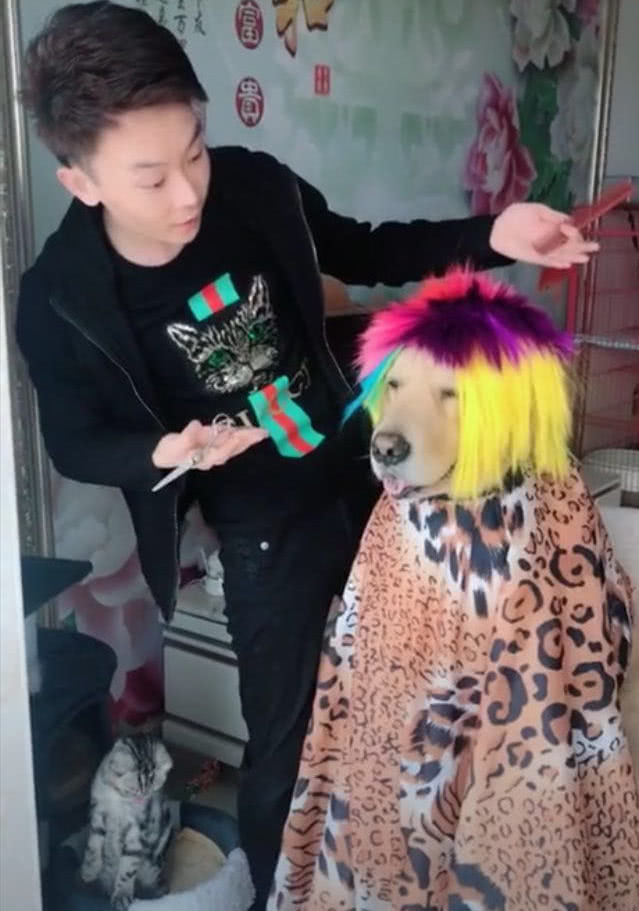 主人想当美发达人，拿自家狗狗练手，看到结果，主人自己笑喷了