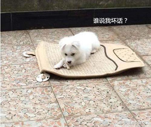 两千块网购一只萨摩，回家后发现看着奇怪，邻居直言被骗了