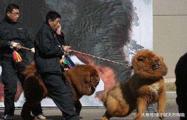 如果你經常對狗狗做這5件事，它只會越來越恨你，別犯錯了！