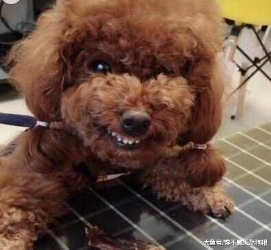 你知道吗? 你越是做这5件事, 泰迪犬只会越恨你!