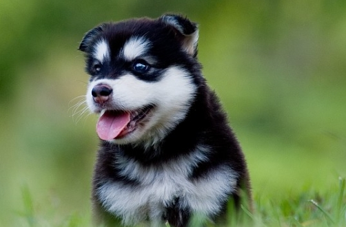 28只小奶狗围在身边，金毛被吓得到处躲，狗子：都是我生的？