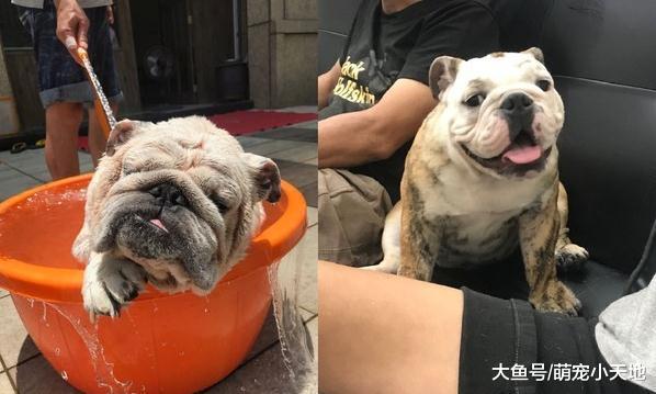 英斗偷吃饲料，不小心踩到黏鼠板，无奈地挥舞小手等待求救