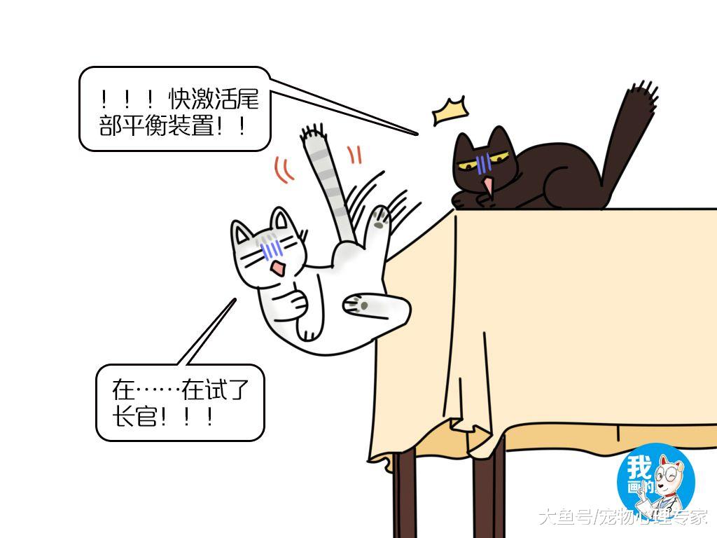 猫咪的尾巴为什么不能乱碰？这就跟你不喜欢被人扯后腿一样
