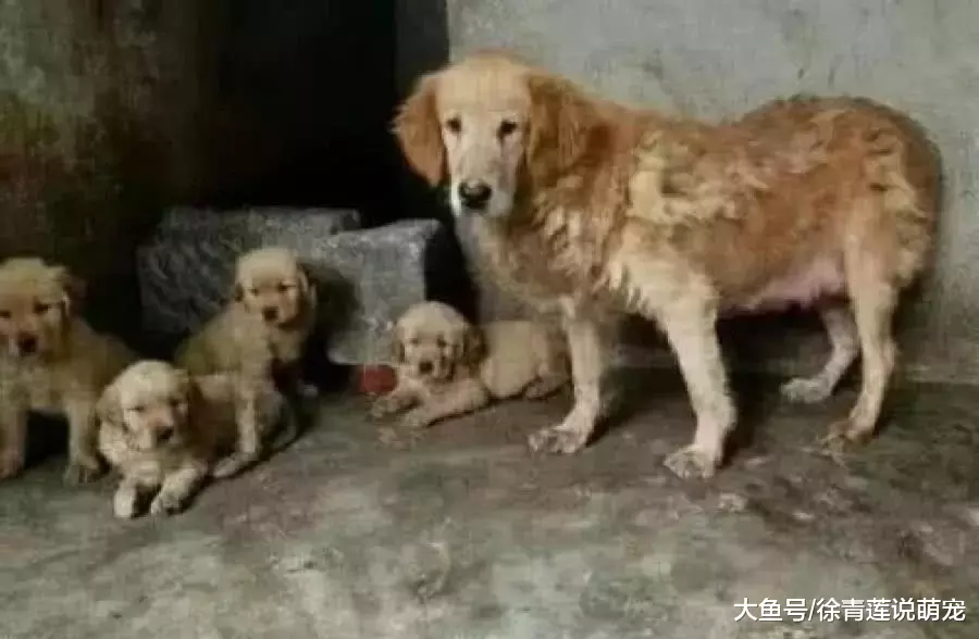 想从狗贩子手中买品种狗，去到狗舍后，却被眼前的场景怔住了！