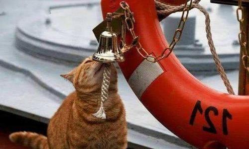 航母上老鼠泛滥怎么办？美军养猫、用高科技，中国办法最高明