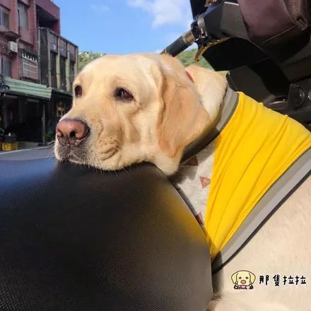 拉拉从4斤一路飙到90斤，而医生解释：它连呼吸都胖！