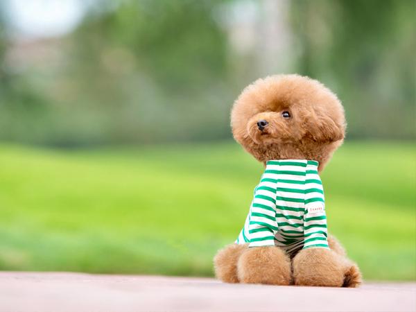 地球上10大最好的家庭伴侣犬，中华田园犬领衔榜单，你喜欢哪个？