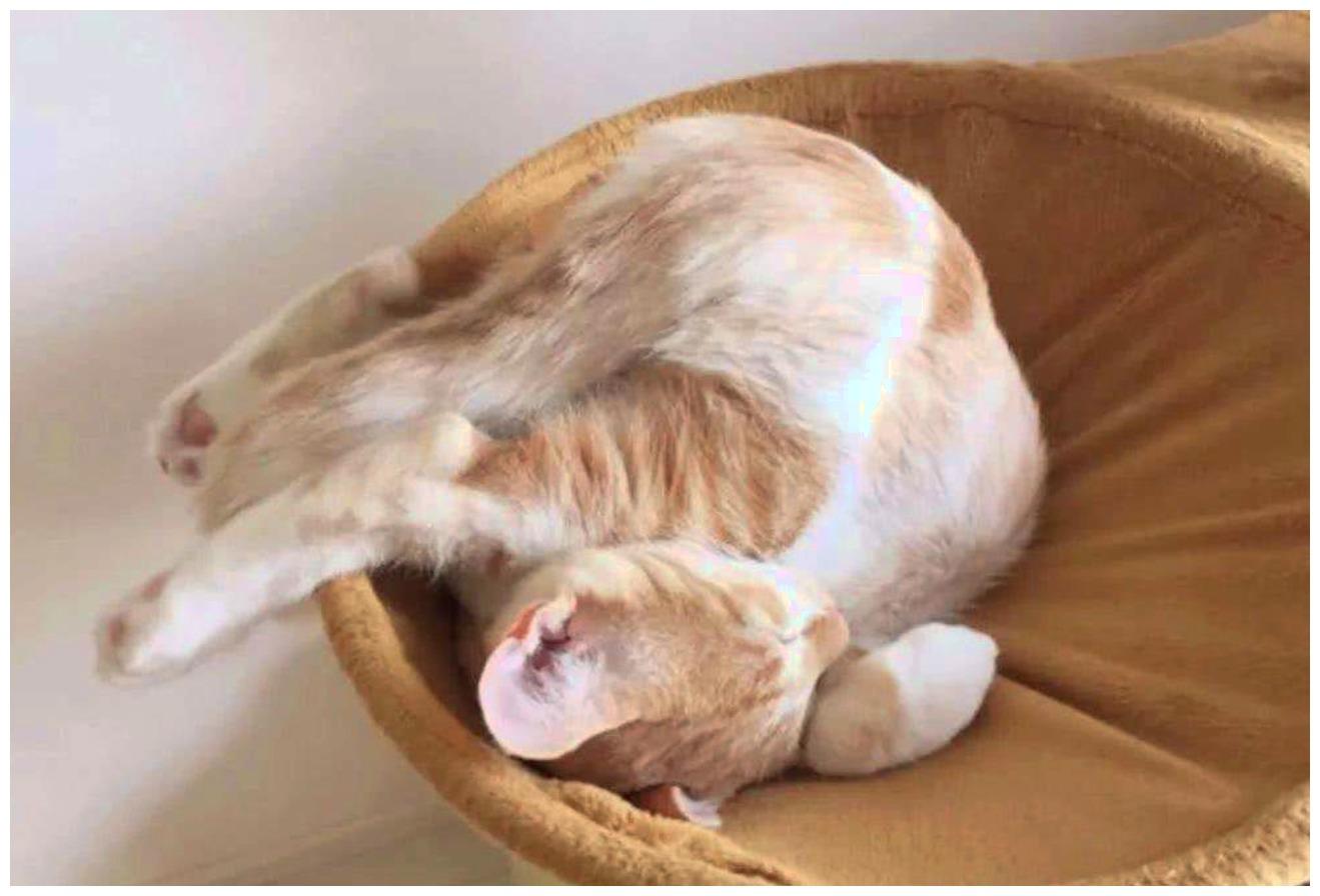 猫咪在晾衣架上“高难度”悬挂, 场面让主人开眼了: 送体操队吧