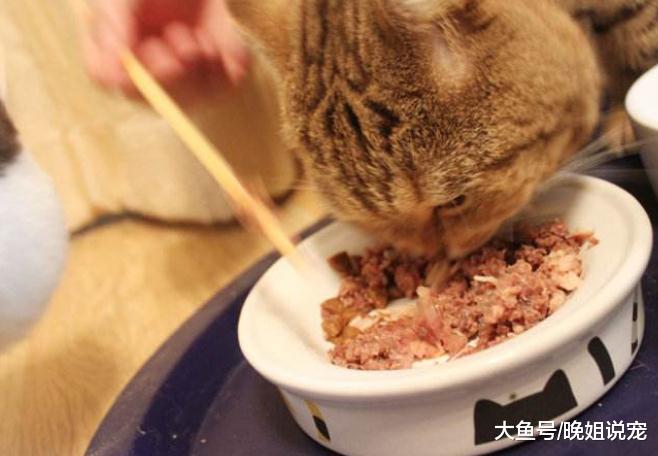 猫咪等主人回家的原因，除了让人感动，有时也很无奈