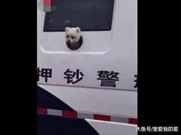 运钞车里突然钻出一个狗头，路人都笑翻了，小警犬：不许笑~